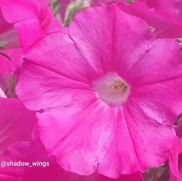 B.O.C. Born Concept Floral Tooled Leather Ballet Flats - Size 8 1/2 Tan - Picture 12 of 12